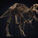 Esqueleto de dinosaurio es subastado en Nueva York