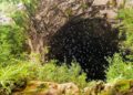 Investigan ecocidio en el Sótano de las Golondrinas, en SLP