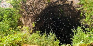 Investigan ecocidio en el Sótano de las Golondrinas, en SLP