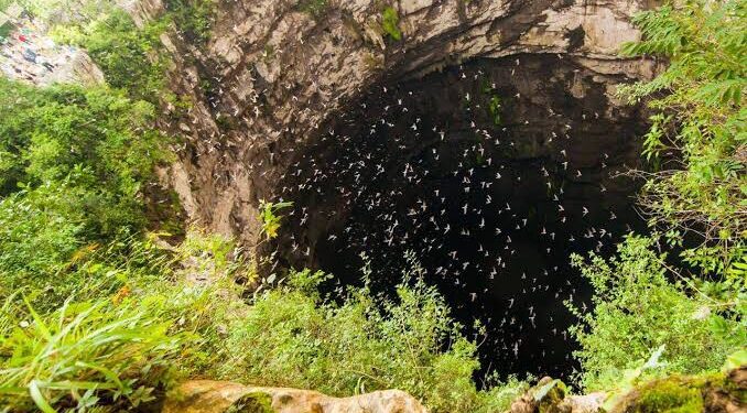 Investigan ecocidio en el Sótano de las Golondrinas, en SLP