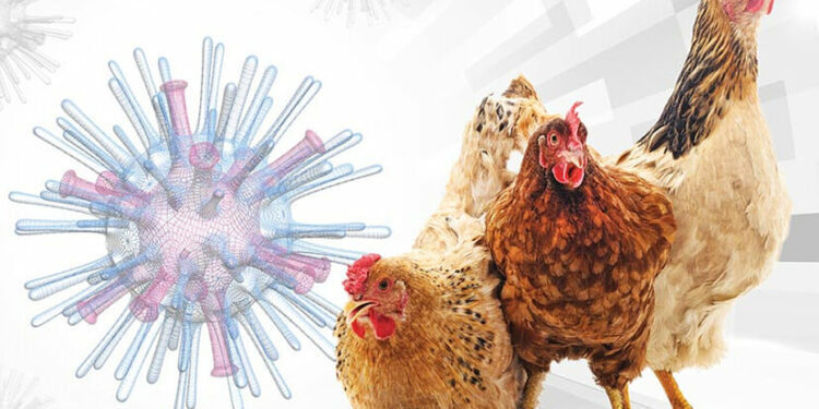 ¿Qué es la gripe aviar y cómo se transmite? Conoce todo sobre la enfermedad