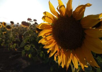 Esperan que lluvias reactiven los campos de girasol en Cerritos