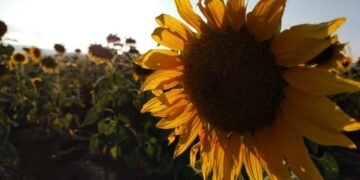 Esperan que lluvias reactiven los campos de girasol en Cerritos