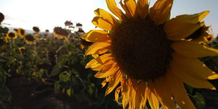 Esperan que lluvias reactiven los campos de girasol en Cerritos