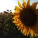 Esperan que lluvias reactiven los campos de girasol en Cerritos