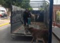 Agrupamiento de la Policía Montada acude a rescate de una burrita y su cría heridas por ataques de canes