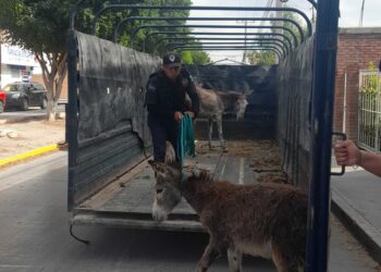 Agrupamiento de la Policía Montada acude a rescate de una burrita y su cría heridas por ataques de canes