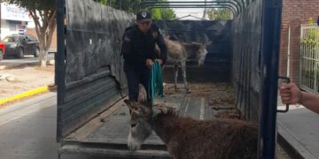 Agrupamiento de la Policía Montada acude a rescate de una burrita y su cría heridas por ataques de canes
