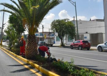 Reforestan con bugambilias la avenida Venustiano Carranza