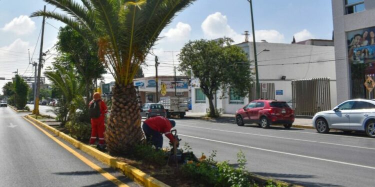 Reforestan con bugambilias la avenida Venustiano Carranza