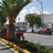 Reforestan con bugambilias la avenida Venustiano Carranza