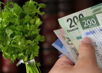 Se dispara el precio del cilantro
