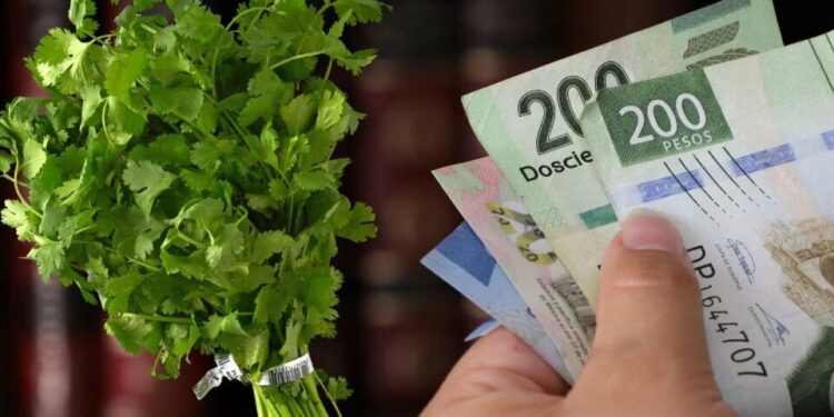 Se dispara el precio del cilantro