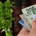 Se dispara el precio del cilantro