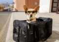 Con esta App podrás viajar con tus mascotas