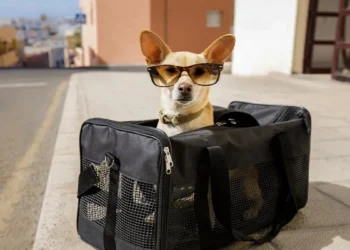 Con esta App podrás viajar con tus mascotas