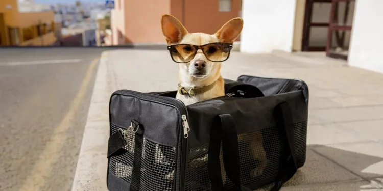 Con esta App podrás viajar con tus mascotas