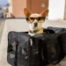 Con esta App podrás viajar con tus mascotas