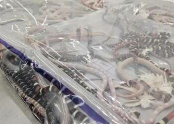 Interceptan a pasajero que transportaba más de 100 serpientes escondidas en su pantalón