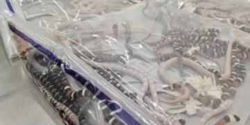 Interceptan a pasajero que transportaba más de 100 serpientes escondidas en su pantalón