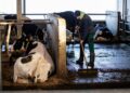 La gripe aviar H5N1 se transmite entre mamíferos a través de leche de vaca infectada