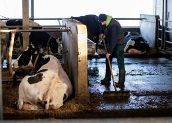 La gripe aviar H5N1 se transmite entre mamíferos a través de leche de vaca infectada