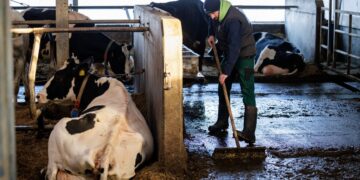 La gripe aviar H5N1 se transmite entre mamíferos a través de leche de vaca infectada