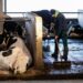 La gripe aviar H5N1 se transmite entre mamíferos a través de leche de vaca infectada