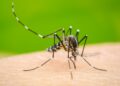 México registra 76 muertes por dengue; Morelos encabeza la lista con 13 decesos