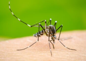 México registra 76 muertes por dengue; Morelos encabeza la lista con 13 decesos
