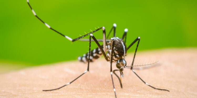 México registra 76 muertes por dengue; Morelos encabeza la lista con 13 decesos