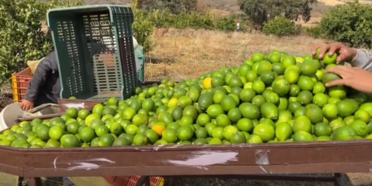 Productores de limón hacen paro por baja en precio y extorsión