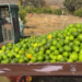 Productores de limón hacen paro por baja en precio y extorsión