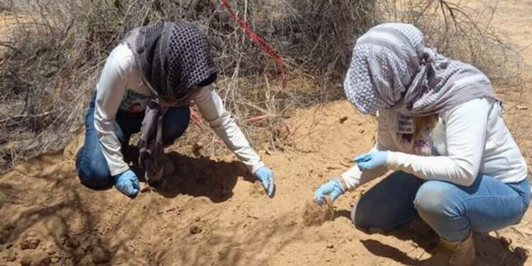 Buscadoras de Sonora encuentran fosa clandestina con 14 cuerpos en Guaymas