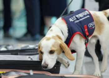 ¡No es mentira! El perro surcoreano llamado Ceco busca chinches en los atletas que regresan de París 2024