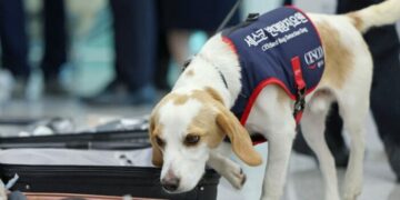 ¡No es mentira! El perro surcoreano llamado Ceco busca chinches en los atletas que regresan de París 2024