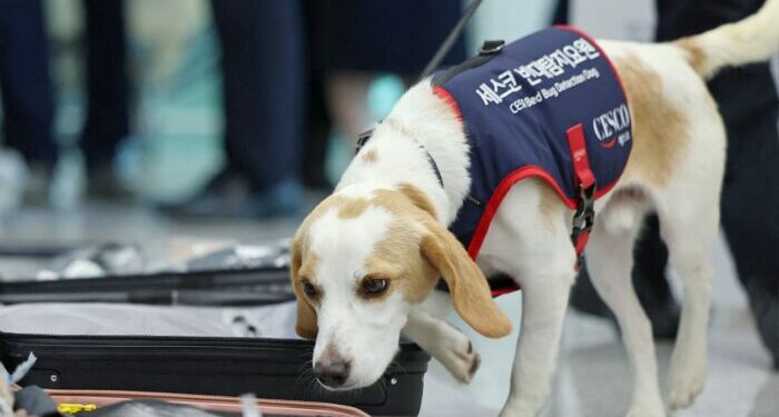¡No es mentira! El perro surcoreano llamado Ceco busca chinches en los atletas que regresan de París 2024