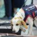 ¡No es mentira! El perro surcoreano llamado Ceco busca chinches en los atletas que regresan de París 2024