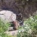 Accidente en Real de Catorce deja como saldo dos personas fallecidas