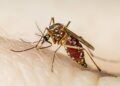 750 casos positivos y una persona fallecida por dengue en SLP