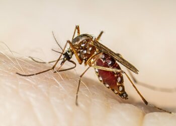 750 casos positivos y una persona fallecida por dengue en SLP