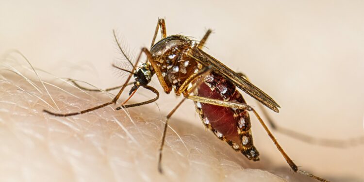 750 casos positivos y una persona fallecida por dengue en SLP