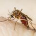 750 casos positivos y una persona fallecida por dengue en SLP