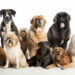 ¿Por qué los perros disfrutan revolcándose en excremento?