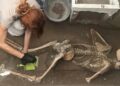 Los cuerpos de una pareja en Pompeya, víctimas del Vesubio, junto a un “pequeño tesoro”