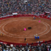 Diputados han aprobado la reforma de protección animal, sin embargo, han excluido las corridas de toros y las peleas de perros