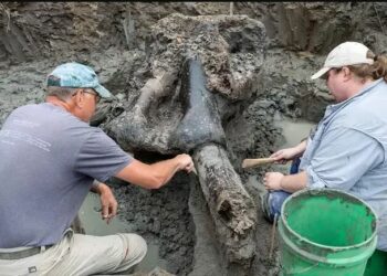 En un arroyo rural de EE. UU., se encontró el cráneo de un mastodonte gigante