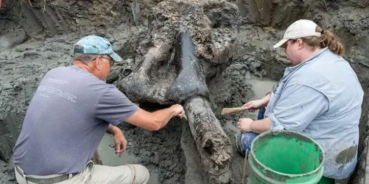 En un arroyo rural de EE. UU., se encontró el cráneo de un mastodonte gigante