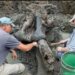 En un arroyo rural de EE. UU., se encontró el cráneo de un mastodonte gigante