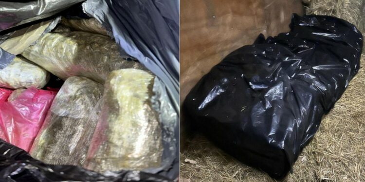 A un hombre lo condenan por transportar más de una tonelada de marihuana